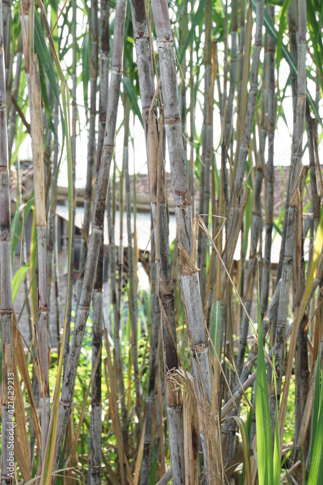 Obraz premium Sugarcane with a natural background. Indonesian call it tebu