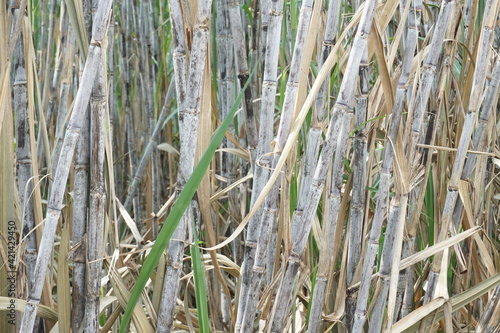 Sugarcane with a natural background. Indonesian call it tebu