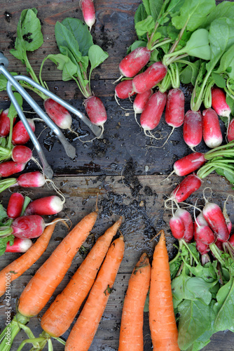 organic dirty carrots and radishes freshly harvested in garden and put on a p...
