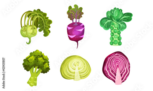 Different Cabbage with Broccoli and Brussels Sprout Cabbage Vector Set