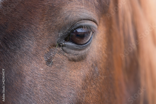 Close up of the head of a brown horse with some small blades of grass in the corner of the eye. Landscape is mirrored in the curvature of the eye. Focus on the lashes