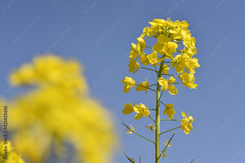 Obraz premium カブの花 菜の花に似た花