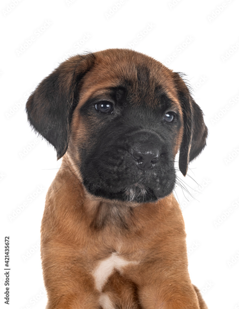 puppy cane corso