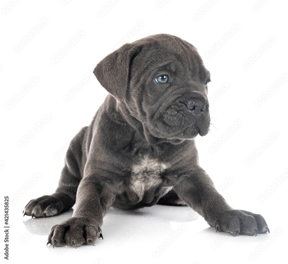 puppy cane corso