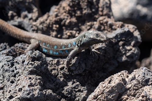 El lagarto atlántico (Gallotia atlantica) es una especie de lagarto gigante endémico de las Islas Canarias orientales