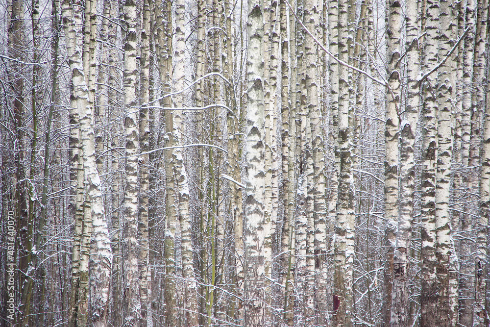 Background of a birch grove. Natural texture of the forest