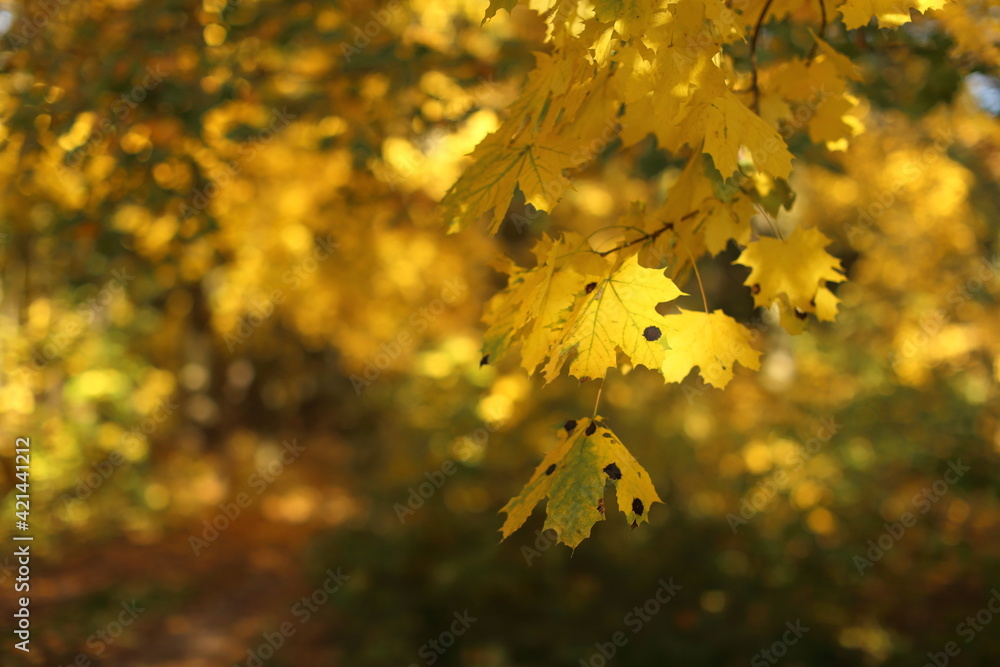 Yellow maple leaves on the sun and blurred trees . Fall background. Yellow maple leaves on the sun and blurred trees . Fall background.