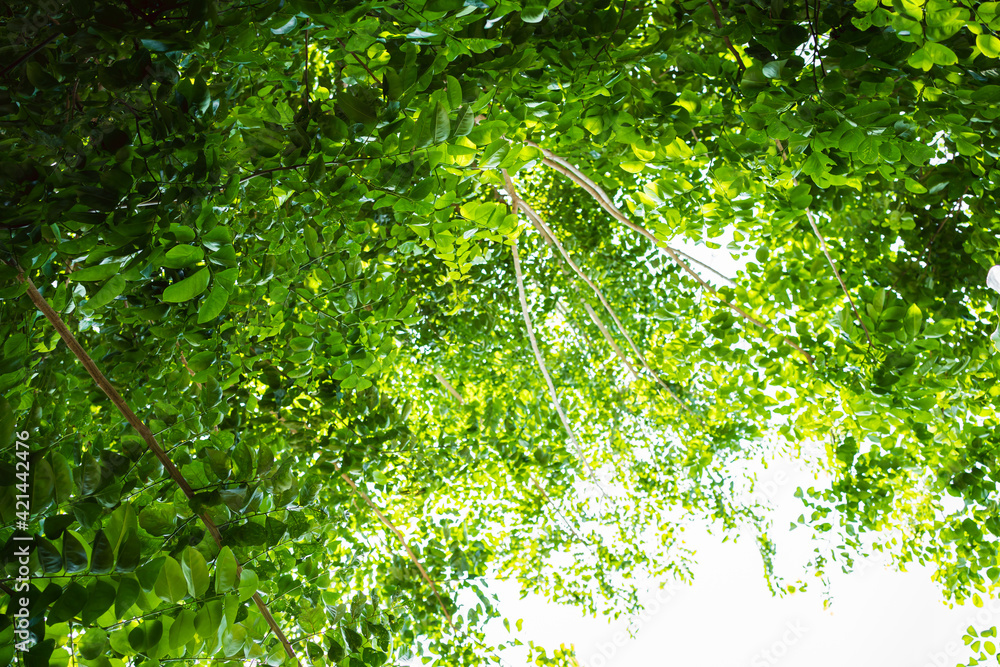 Fototapeta premium spring Green leaf on top of frame for backdrop. Green backdrop of leaves Helps to refresh and helps reduce global warming.