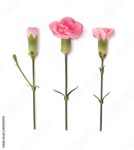 Set of decorative realistic pink carnation with green leaves isolated on white. Vector illustration. Vintage flowers for Mother's day decoration.