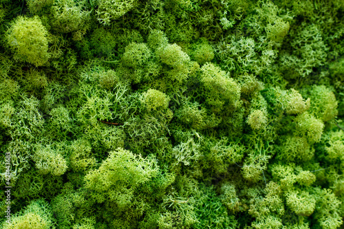 Canvas Print green moss texture background