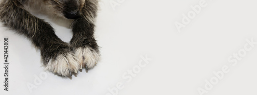 Banner close-up black and white dog paws. Pet care concept.