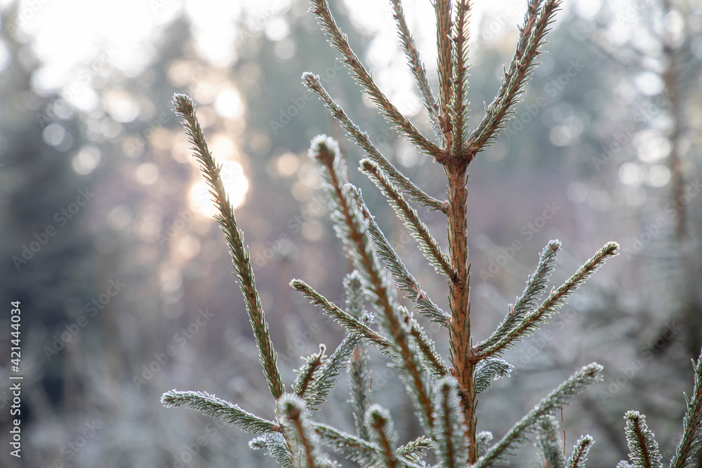 Frost forest Frost forest