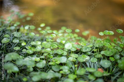 Hydrocotyle umbellata field and blurred background. photo