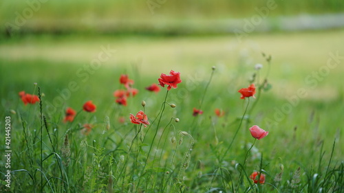 The beautiful flowers blooming in the garden with the warm sunlight