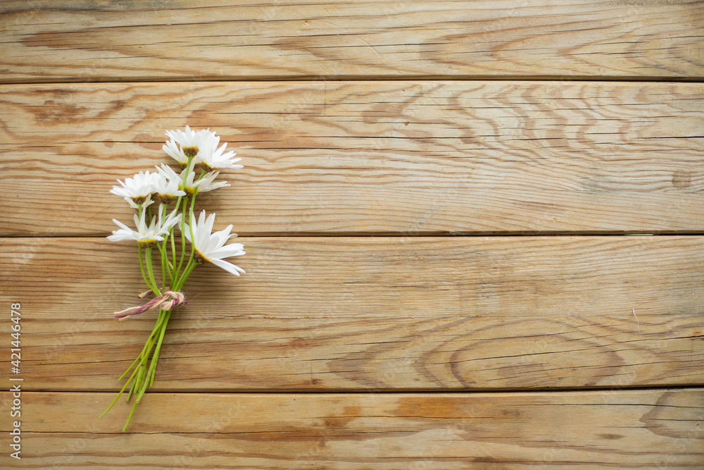 Obraz premium daisies on wooden background