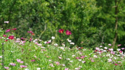 Fototapeta Naklejka Na Ścianę i Meble -  The beautiful flowers blooming in the garden with the warm sunlight