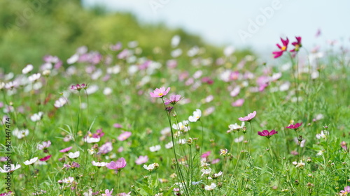 The beautiful flowers blooming in the garden with the warm sunlight