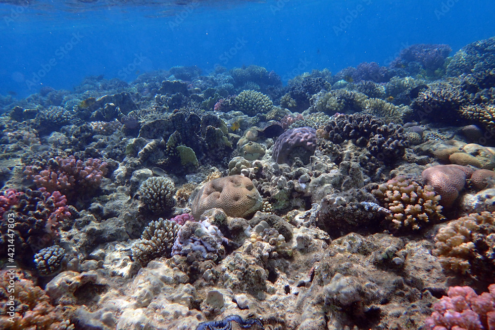 Fototapeta premium coral reef in Egypt, Makadi Bay