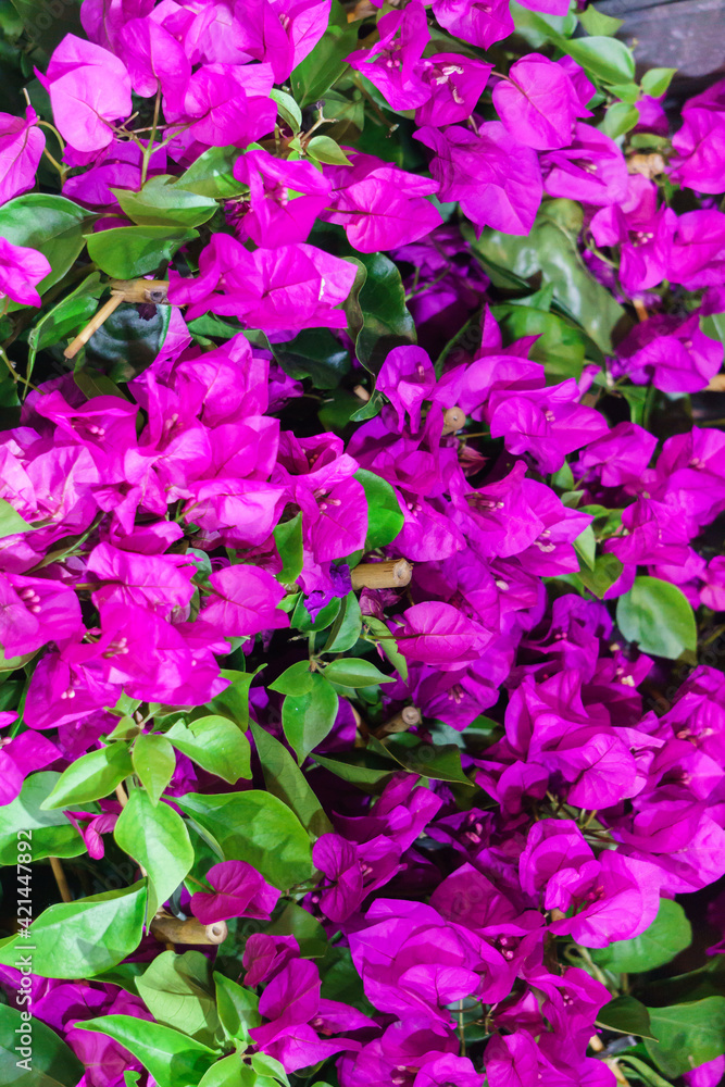 Background of purple bougainvillea flowers and green leaves.