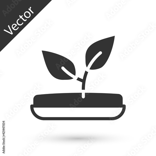 Grey Sprout icon isolated on white background. Seed and seedling. Leaves sign. Leaf nature. Vector