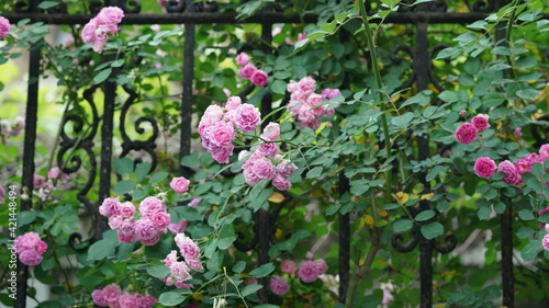 The beautiful flowers blooming in the garden with the warm sunlight