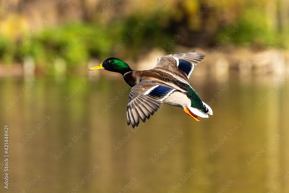 Obraz premium Wild duck or mallard, Anas platyrhynchos flying over a lake