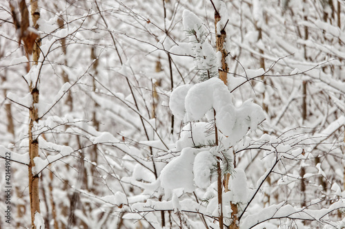 snow covered branches © Dmitry