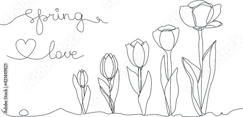 Tulips blooming in spring. Vector illustration of flowers in line art style for signboards, banners, templates and cards.
