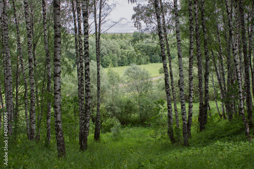Fototapeta Naklejka Na Ścianę i Meble -  birch grove in summer.Green beautiful forest