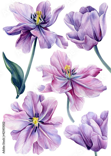 Set of flowers on an isolated white background. Watercolor illustrations. Purple tulips