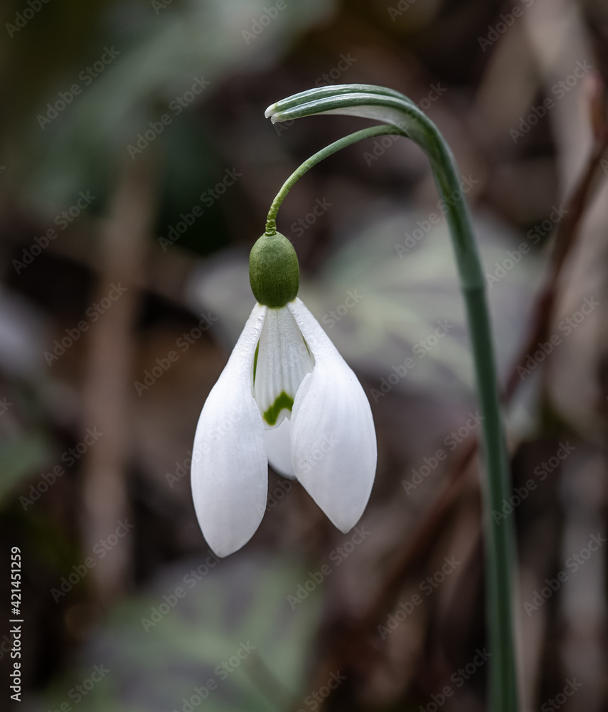 Snowdrops blooming in spring, Galanthus nivalis, Austria