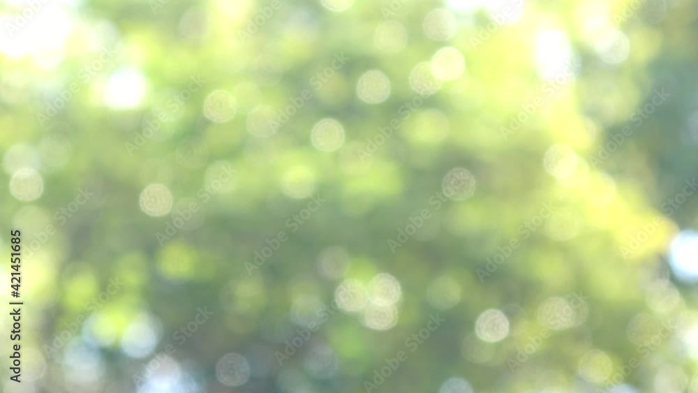 Abstract nature background. Blurred shot of glowing green forest in sunlight. 4K Abstract nature background. Blurred shot of glowing green forest in sunlight. 4K