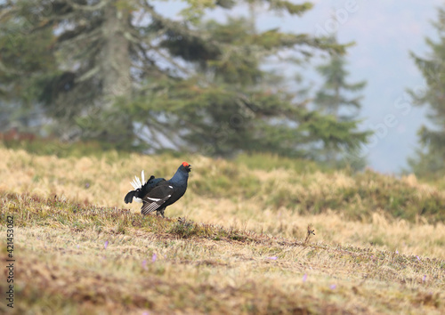 Beautiful black grouse on mountain meadow in mating season ( Tetrao tetrix )