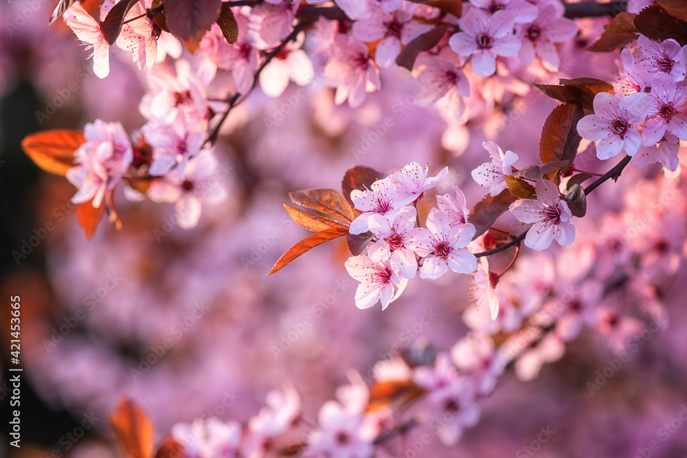 Flowering decorative Japanese cherry branch with tender light pink flowers in spring garden, natural seasonal floral background with beautiful bokeh Flowering decorative Japanese cherry branch with tender light pink flowers in spring garden, natural seasonal floral background with beautiful bokeh