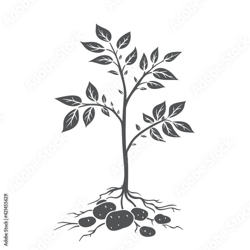 Potato plants with tubers. Glyph icon, vector cut monochrome badge of farm plant potatoes in retro style.