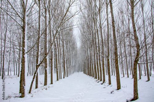 A beautiful path that is placed among a forest in the winter season. Bolu, Goynuk which places in Turkey, has an amazing view in winter. It is one of the most beautiful city in Turkey because of its n