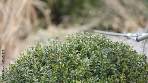 man pruns bushes with large scissors in early spring photo