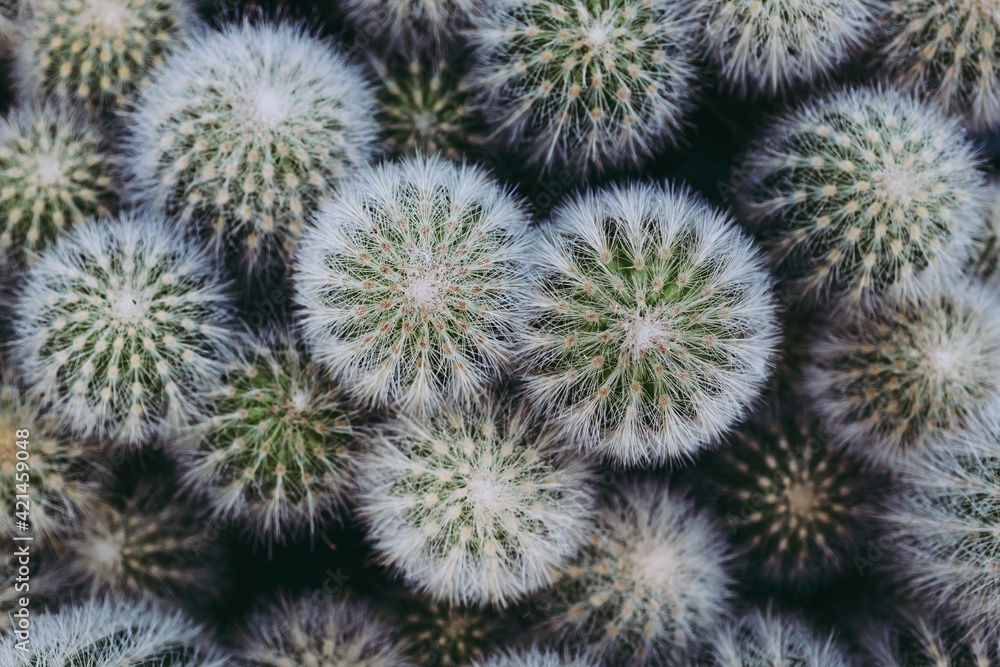 Cactus plante d'intérieur décorative - Close up d'un cactus avec des épines Cactus plante d'intérieur décorative - Close up d'un cactus avec des épines