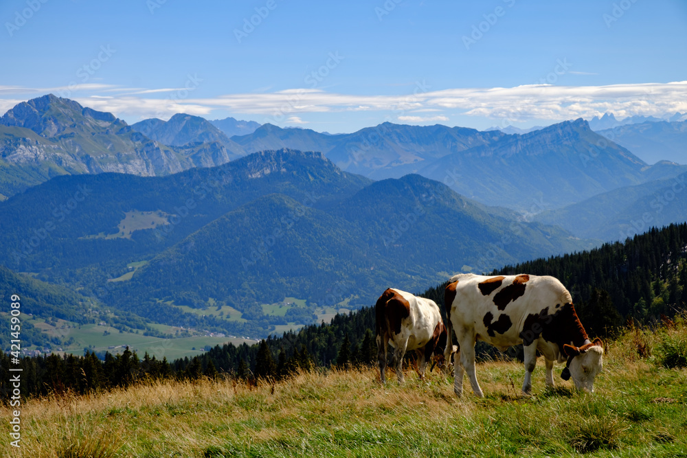 Vache des alpages, prairie des montagnes dans les Alpes, là où l'on trouve les meilleurs fromages. Plateau du Semnoz, massif des bauges