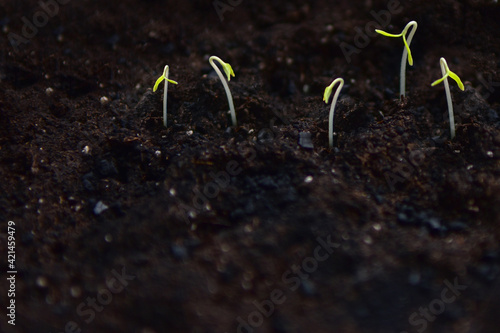 The first sprouts of tomato seedlings grown at home on the window. Background with sprouted seeds.