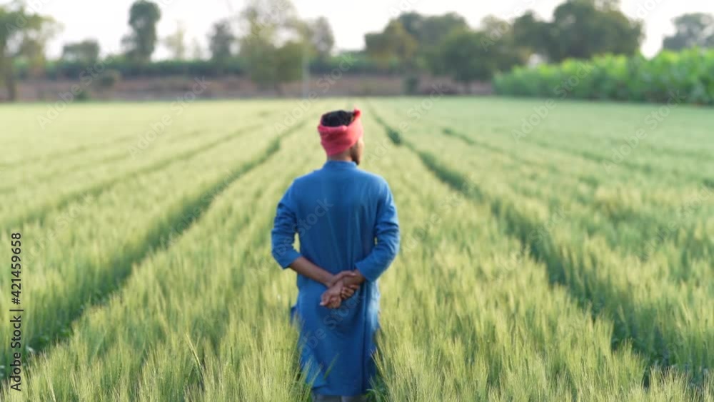 Young indian farmer at green wheat field Young indian farmer at green wheat field