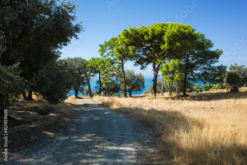 Rural landscape, Nature of Turkey, Dirt road among fields of dry grass, bright green Mediterranean pines stand in the sun, olive trees create shade, Azure blue sea in the distance, Lycian way trail