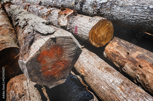 Stacked Hopea odorata wood logs. photo