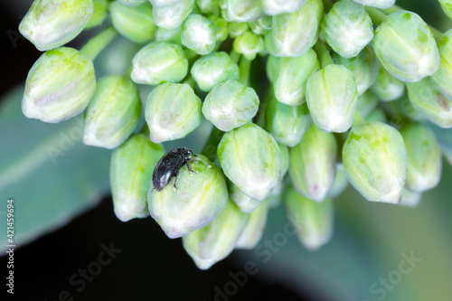 Winter rapeseed flowers damaged by Brassicogethes (formerly  Meligethes) aeneus. It is an abundant pollen beetle, important pest of oilseed rape. photo