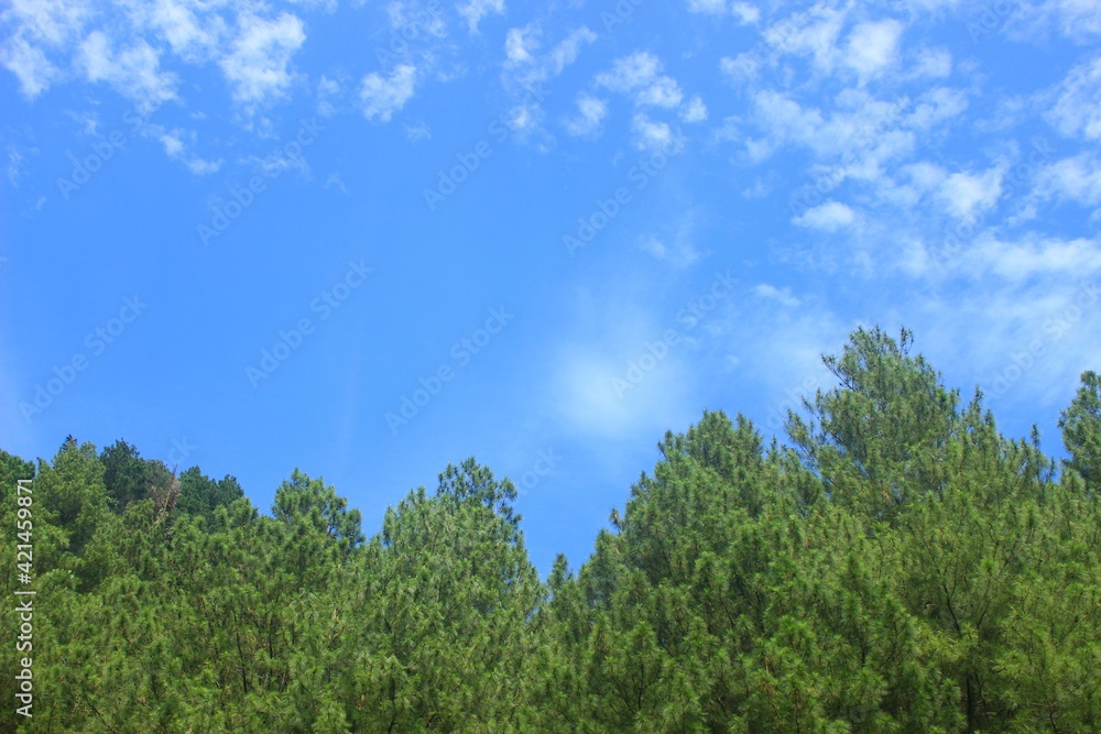 clear blue sky and pine forest leaves, a beautiful natural scenery.
