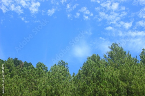 clear blue sky and pine forest leaves, a beautiful natural scenery. 