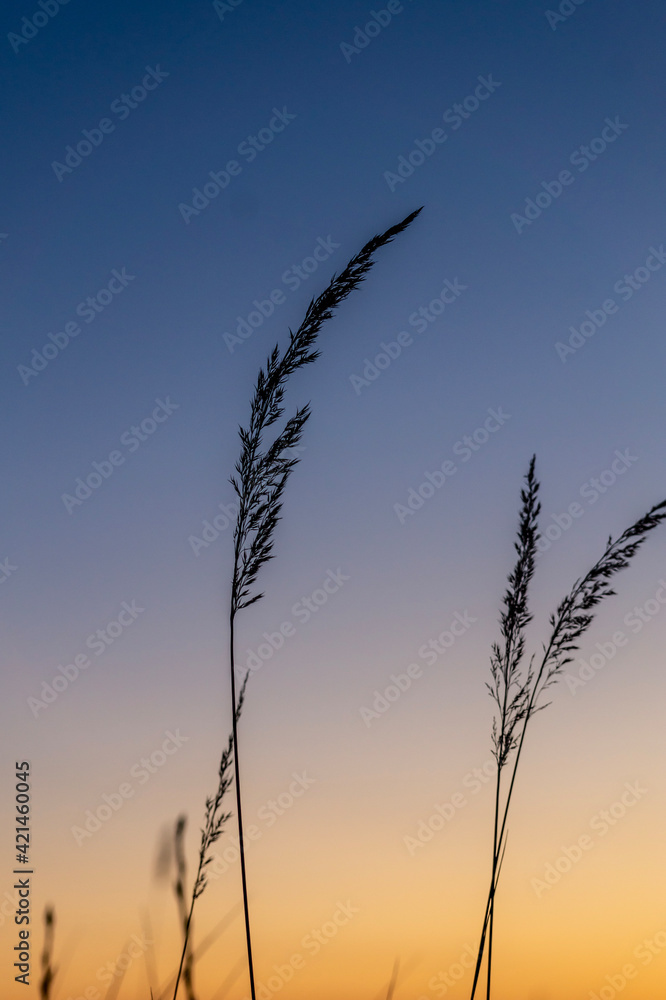 Obraz premium reeds at sunset