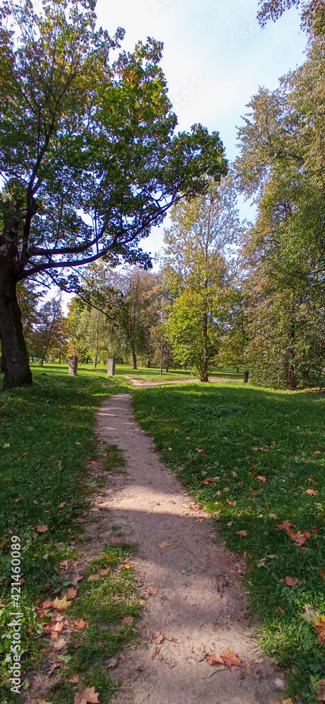 The path among the trees in the city park. City landscape.
