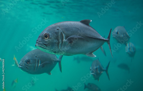 Photography Live Jacks or Trevallies fish swimming.