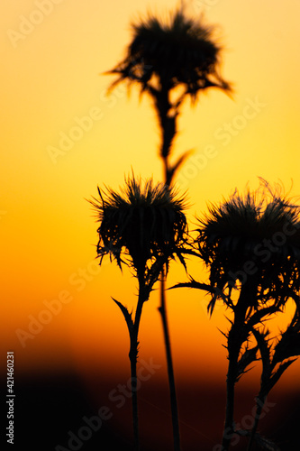 silhouette of a tree